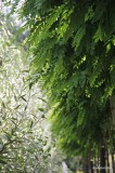 IMG_5394-1
